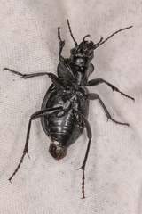 Calosoma luxatum