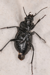 Calosoma luxatum