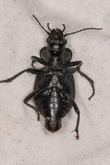 Calosoma luxatum