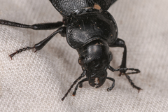 Calosoma luxatum