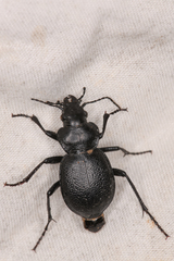 Calosoma luxatum