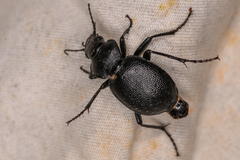 Calosoma luxatum