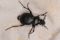 Calosoma luxatum