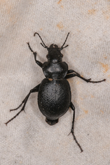 Calosoma luxatum