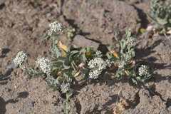 Lepidium appelianum
