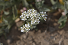 Lepidium appelianum
