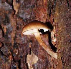 Armillaria hinnulea