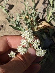 Lepidium appelianum
