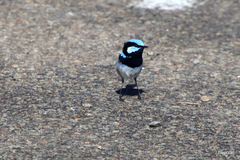 Malurus cyaneus ashbyi