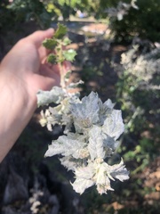 Cystotheca lanestris