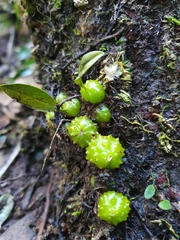 Bulbophyllum elisae
