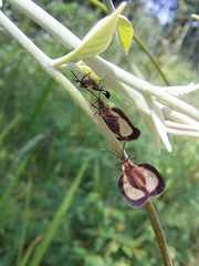Eurypharsa nobilis