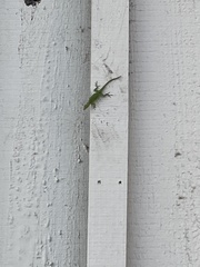 Anolis carolinensis