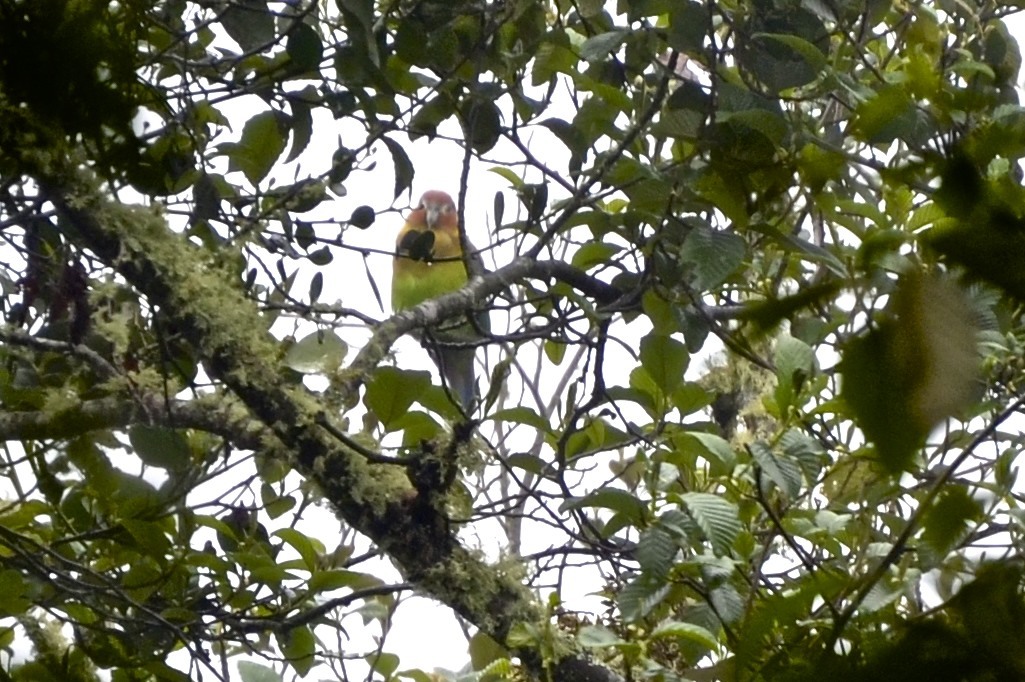 Rusty-faced Parrot (Hapalopsittaca amazonina), photo 2