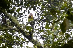 Hapalopsittaca amazonina velezi