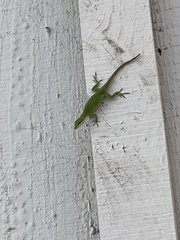 Anolis carolinensis