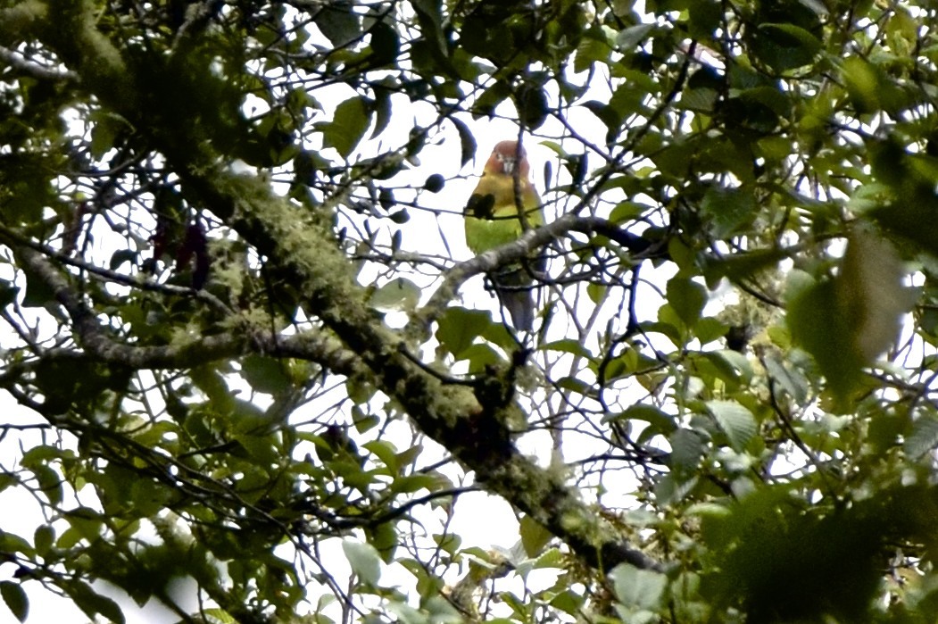 Rusty-faced Parrot (Hapalopsittaca amazonina), photo 3