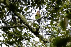 Hapalopsittaca amazonina velezi