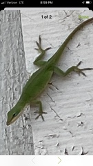Anolis carolinensis