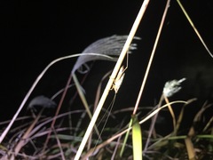 Conocephalus japonicus