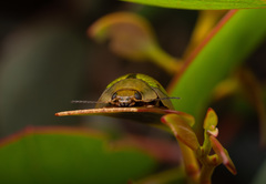 Paropsisterna hectica