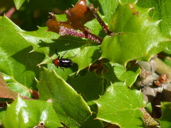Cryptocephalus sanguinicollis