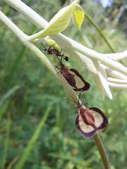 Eurypharsa nobilis