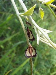 Eurypharsa nobilis