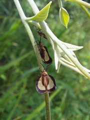 Eurypharsa nobilis