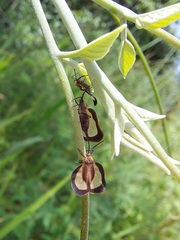 Eurypharsa nobilis