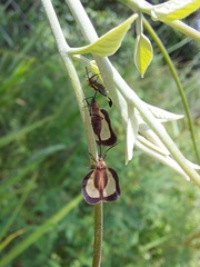 Eurypharsa nobilis