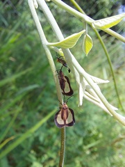 Eurypharsa nobilis