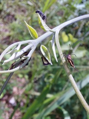 Eurypharsa nobilis
