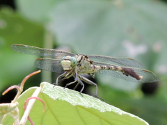 Arigomphus submedianus