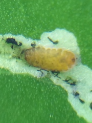 Liriomyza brassicae