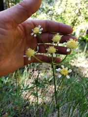 Senecio integerrimus ochroleucus