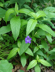 Ruellia strepens