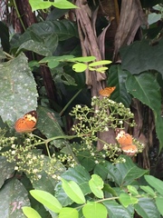 Cupha erymanthis lotis