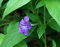 Ruellia strepens