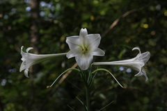 Lilium philippinense