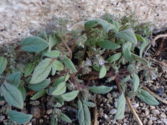 Phacelia austromontana