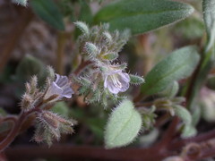 Phacelia austromontana