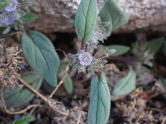 Phacelia austromontana