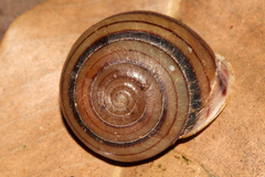 Euryladra mattea