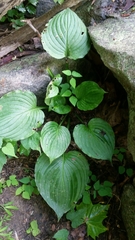 Hosta