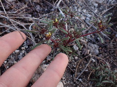 Orochaenactis thysanocarpha