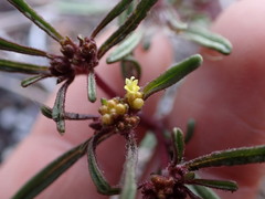 Orochaenactis thysanocarpha