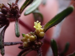 Orochaenactis thysanocarpha