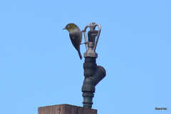 Zosterops lateralis pinarochrous