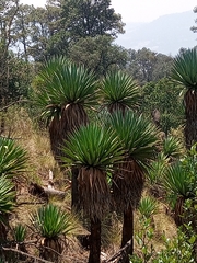 Yucca carnerosana